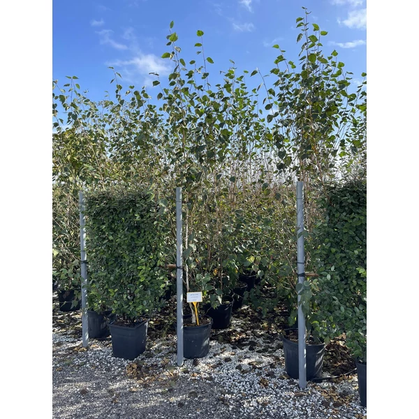 Himalájai nyír   BETULA UTILIS 250/300 K35