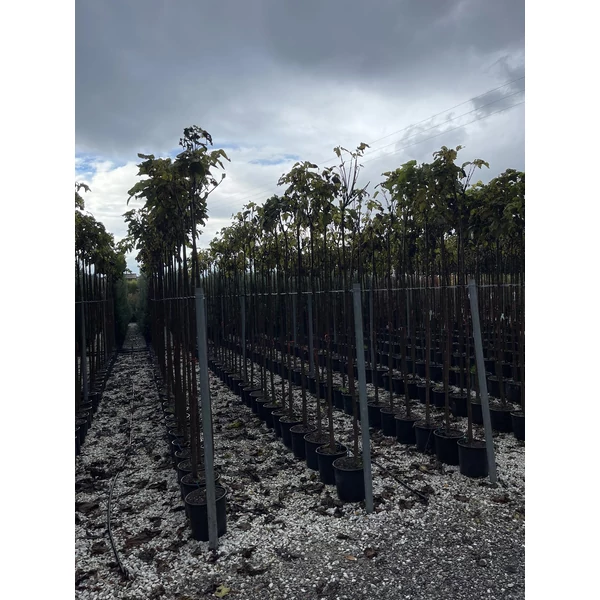 Gömb szivarfa CATALPA BIGNONIOIDES NANA T200 8/10 K18