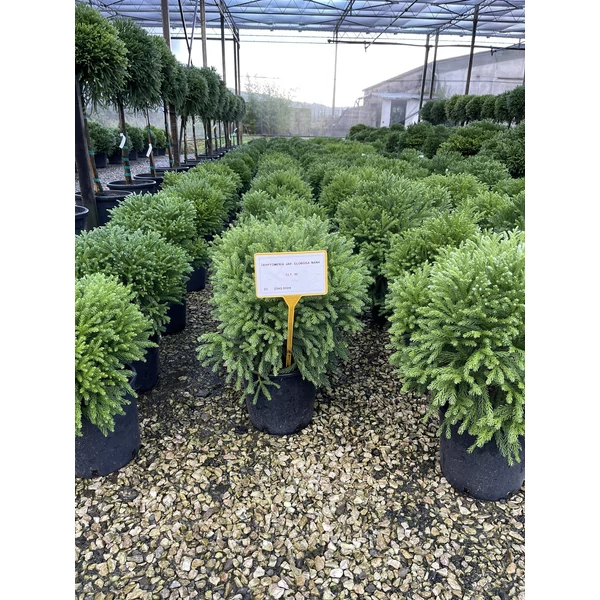 Törpe japán szugifenyő CRYPTOMERIA JAPONICA GLOBOSA NANA 30/40 K10
