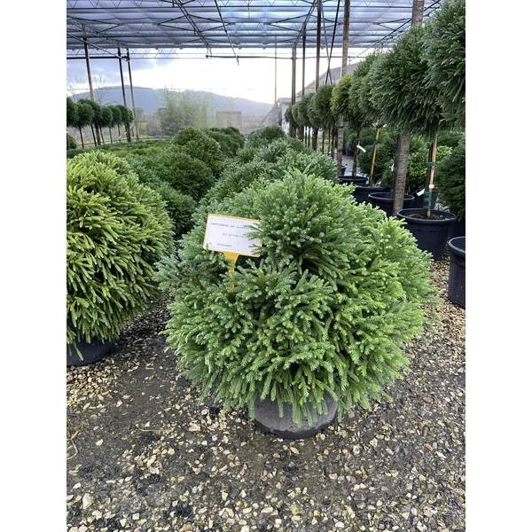 Törpe japán szugifenyő CRYPTOMERIA JAPONICA GLOBOSA NANA 50/60 K25