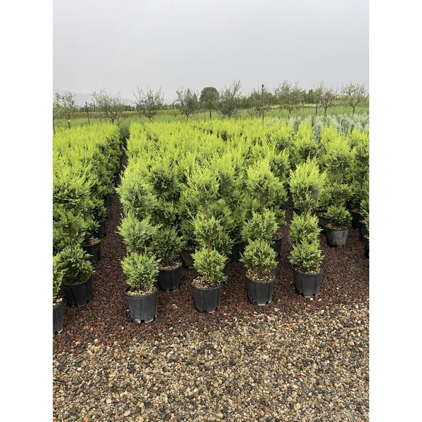 Arany lombú leyland ciprus CUPRESSOCYPARIS LEYLANDII CASTLEWELLAN GOLD 3 GÖMB 80/100 K12