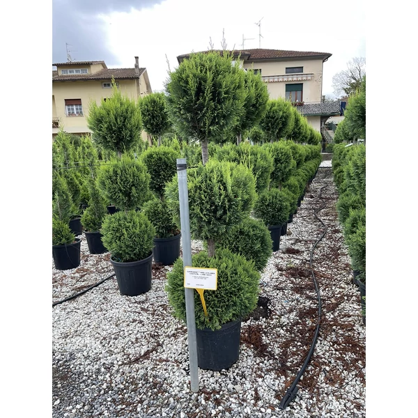 Arany lombú leyland ciprus CUPRESSOCYPARIS LEYLANDII CASTLEWELLAN GOLD 3 GÖMB 160/180 K25