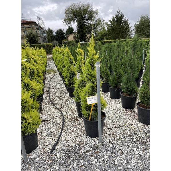 Arany lombú leyland ciprus CUPRESSOCYPARIS LEYLANDII GOLD RIDER SPIRÁL 100/120 K25