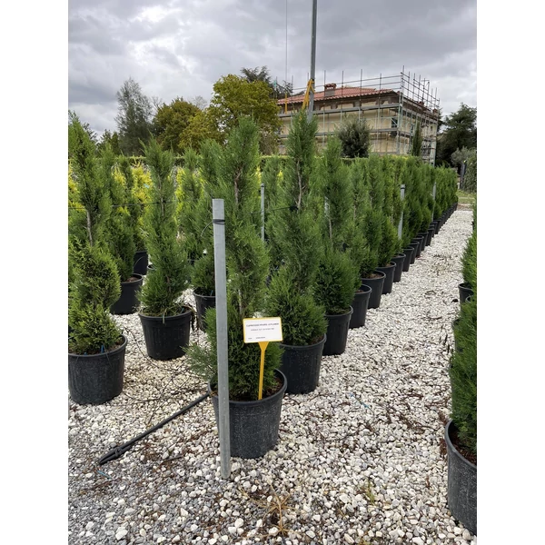 Leyland ciprus CUPRESSOCYPARIS LEYLANDII PYRAMIDALIS SPIRÁL 120/+ K25