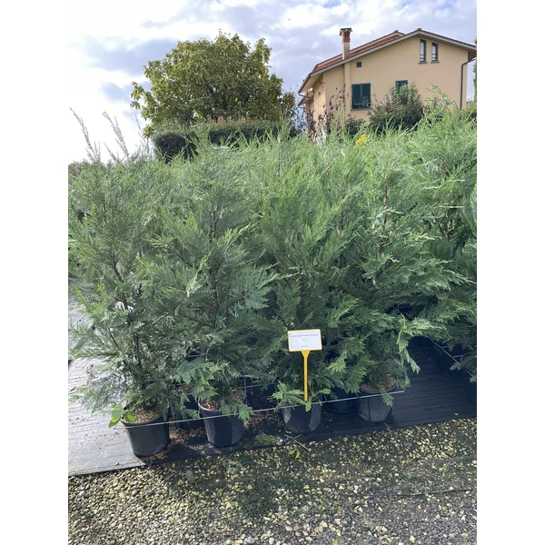 Leyland ciprus CUPRESSOCYPARIS LEYLANDII 125/150 K9