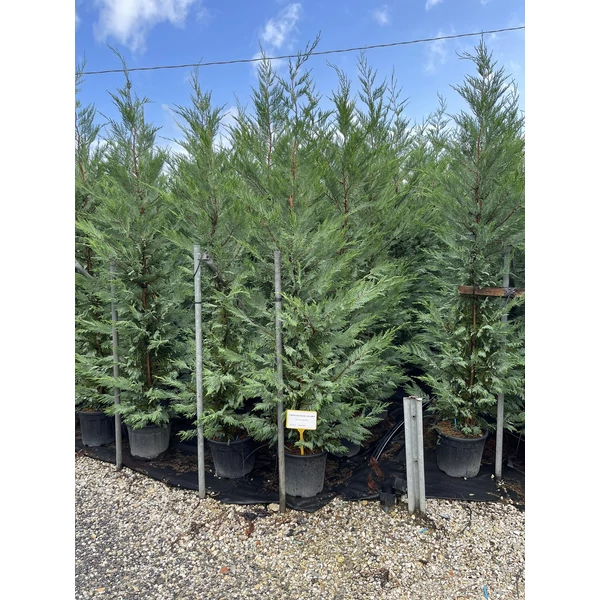 Leyland ciprus CUPRESSOCYPARIS LEYLANDII 200/250 K18
