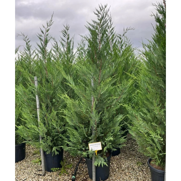 Leyland ciprus CUPRESSOCYPARIS LEYLANDII 250/300 K30