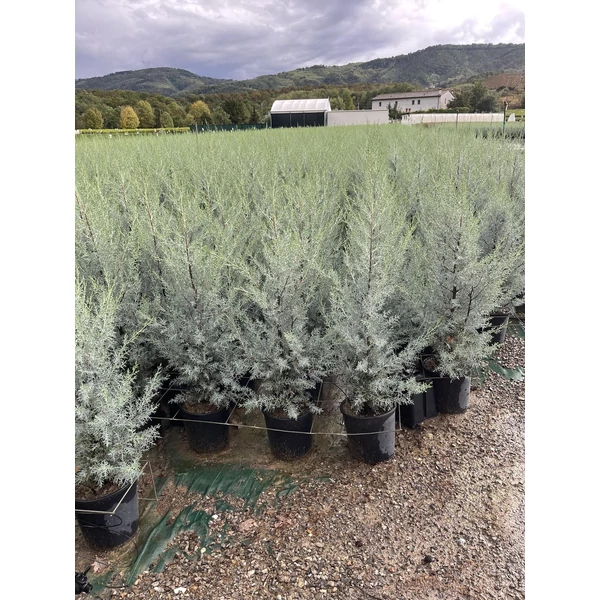 Oszlopos, kék arizoniai ciprus CUPRESSUS ARIZONICA FASTIGIATA 80/100 K10