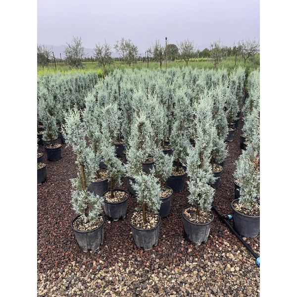 Oszlopos, kék arizoniai ciprus CUPRESSUS ARIZONICA FASTIGIATA SPIRÁL 80/90 K9