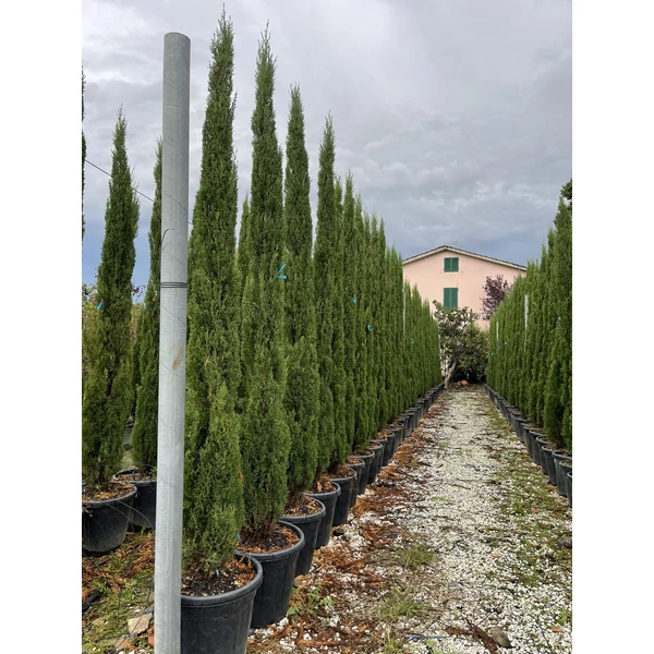 Toszkán ciprus  CUPRESSUS SEMPERVIRENS PYRAMIDALIS 225/250 K35