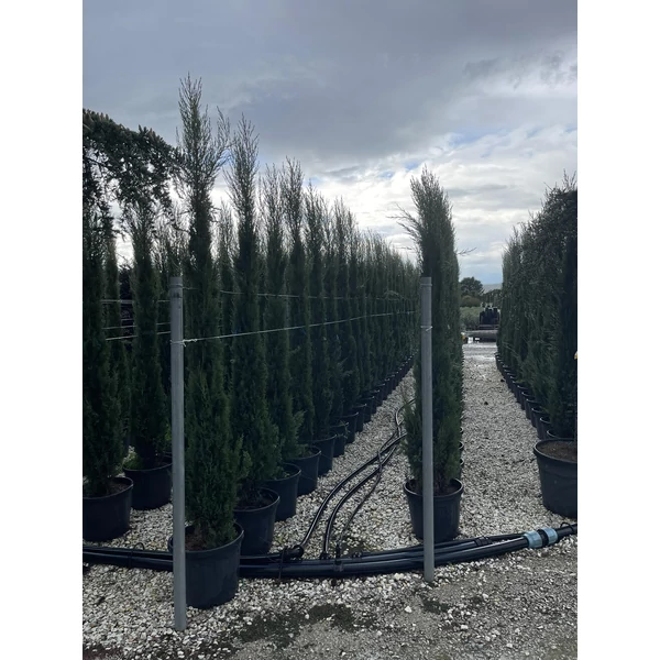 Európai ciprus CUPRESSUS SEMPERVIRENS TOTEM 150/175 K18