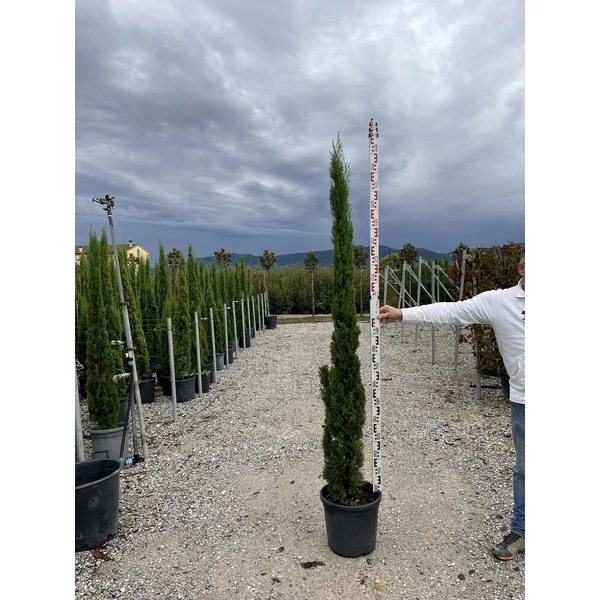 Európai ciprus CUPRESSUS SEMPERVIRENS TOTEM 175/200 K25