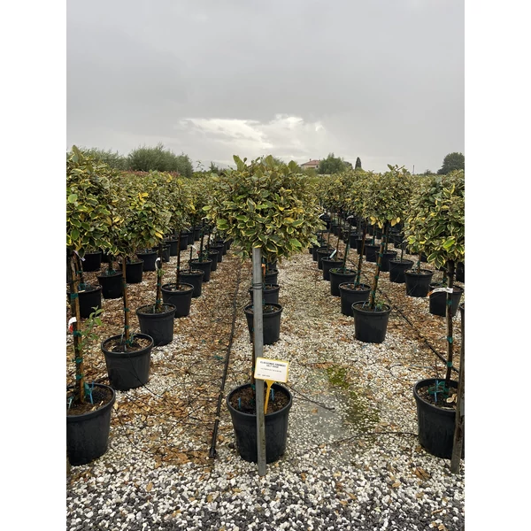 Tarka levelű ezüstfa ELAEAGNUS EBBINGEI GILT EDGE T1/2 50/60 K25