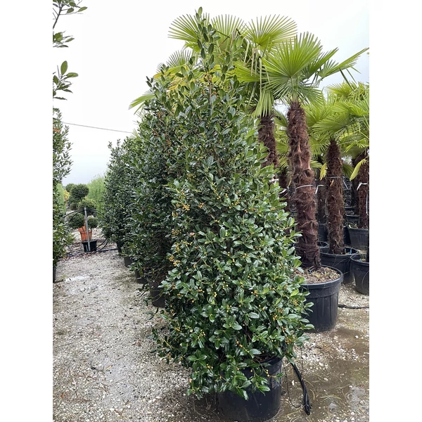Közönséges magyal ILEX MUTCHAGARA NELLIE R. STEVENS KÚP 180/200 K70