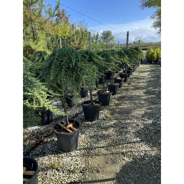 Kúszó boróka   JUNIPERUS SQUAMATA PROCUMBENS NANA T1/2 K25