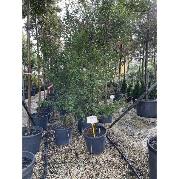 Kínai selyemmirtusz   LAGERSTROEMIA DYNAMITE 150/175 K35