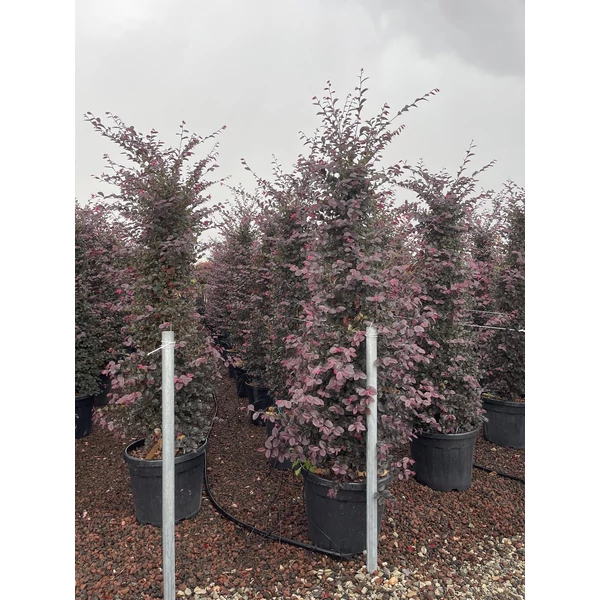 Kínai rojtosvirág   LOROPETALUM CHINENSE BLACK PEARL KÚP 150/175 K35