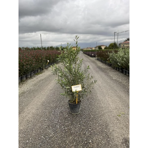 Olajfa    OLEA EUROPAEA CIPRESSINO 40/60 K9