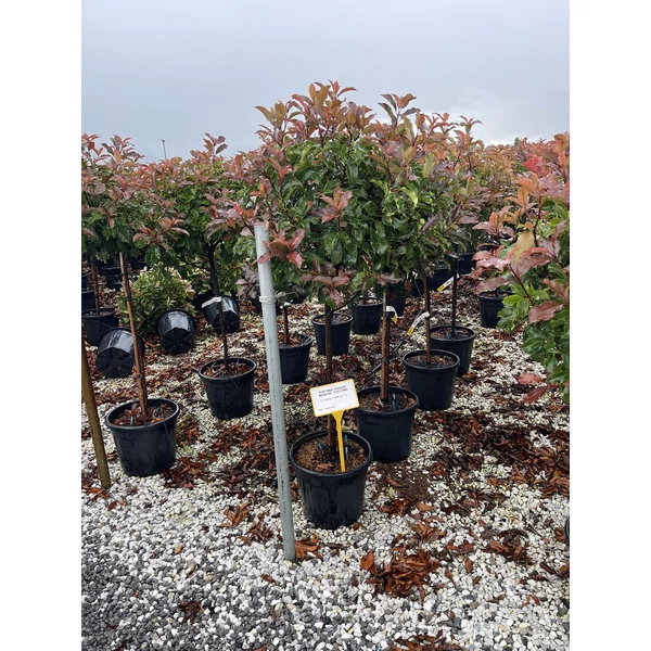 Örökzöld korallberkenye PHOTINIA FRASERI MAGICAL VULCANO T1/2 K18