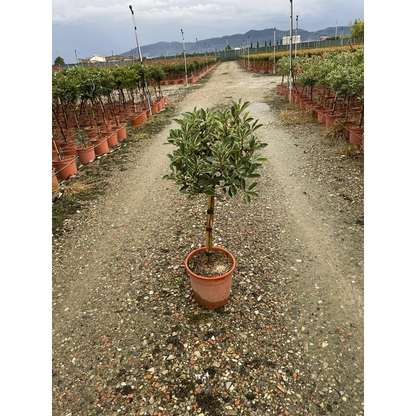 Örökzöld korallberkenye   PHOTINIA FRASERI PINK MARBLE T1/4 K10