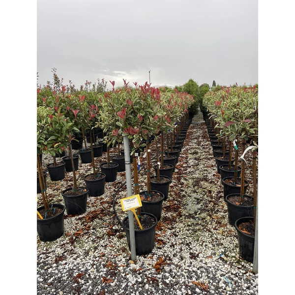 Örökzöld korallberkenye   PHOTINIA FRASERI PINK MARBLE T1/2 K18