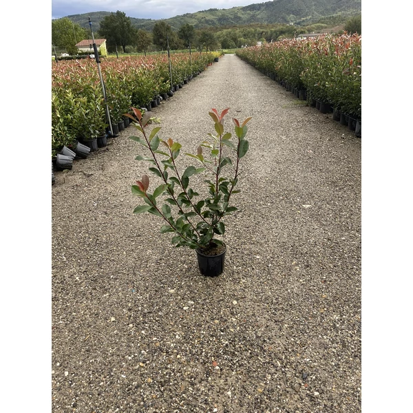 Örökzöld korallberkenye   PHOTINIA FRASERI RED ROBIN 40/+ K3