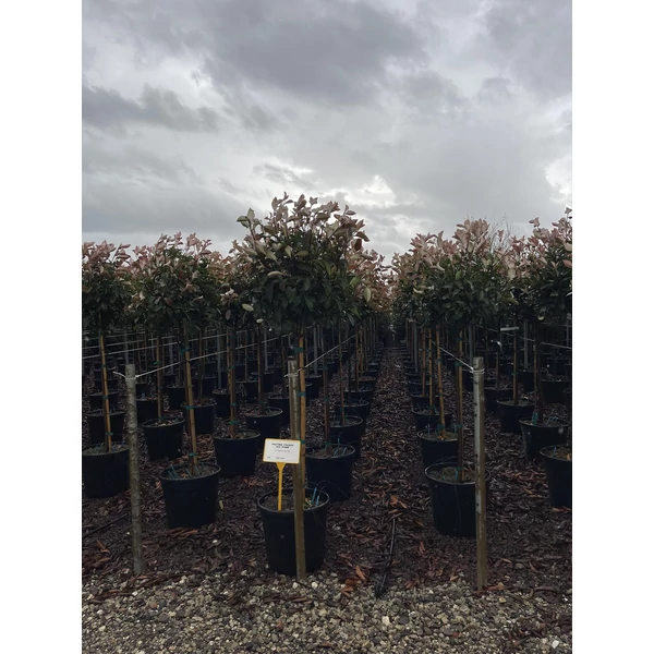 Örökzöld korallberkenye   PHOTINIA FRASERI RED ROBIN T1/2 K25
