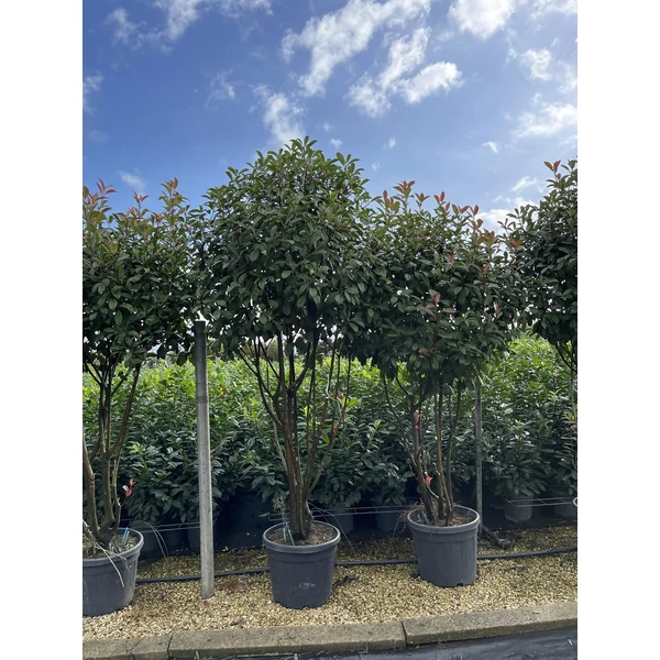 Örökzöld korallberkenye   PHOTINIA FRASERI RED ROBIN TÖBBTÖRZSES GOMBA FORMA 175/200 K45