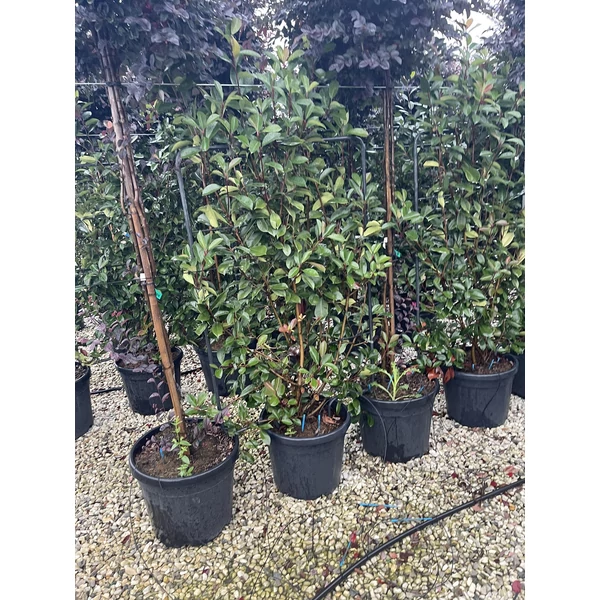 Örökzöld korallberkenye   PHOTINIA FRASERI RED ROBIN FAL 120×80 K35