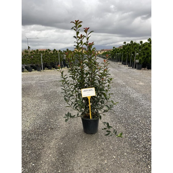 Örökzöld korallberkenye   PHOTINIA FRASERI COMPACTA 80/+ K9
