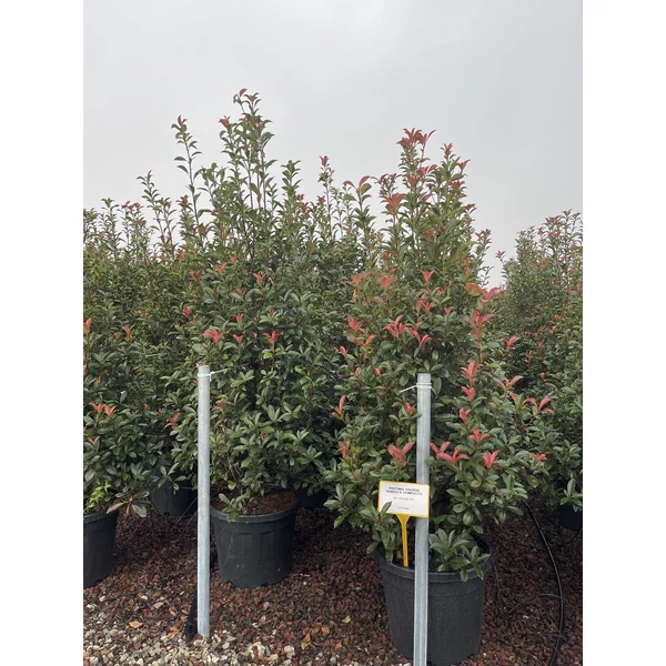 Örökzöld korallberkenye   PHOTINIA FRASERI COMPACTA 150/175 K35