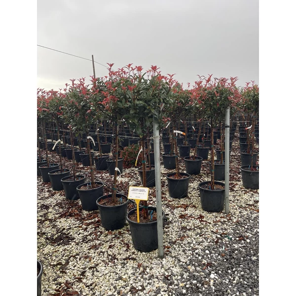 Örökzöld korallberkenye   PHOTINIA FRASERI COMPACTA T1/2 K18