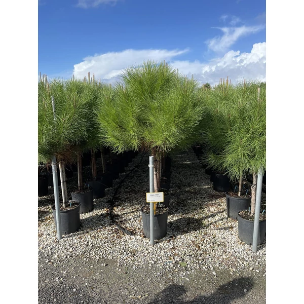 Mandulafenyő PINUS PINEA T1/2 K15