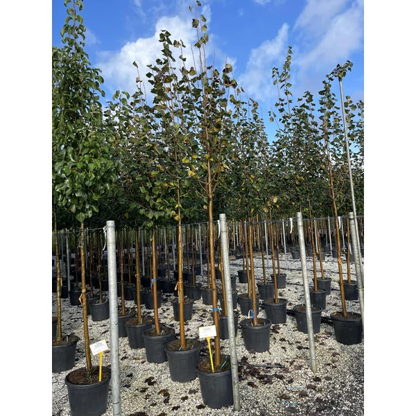 Kislevelű hárs   TILIA CORDATA T200 12/14 K35