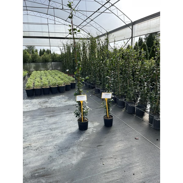 Csillag jázmin  TRACHELOSPERMUM JASMINOIDES 180/+ K3