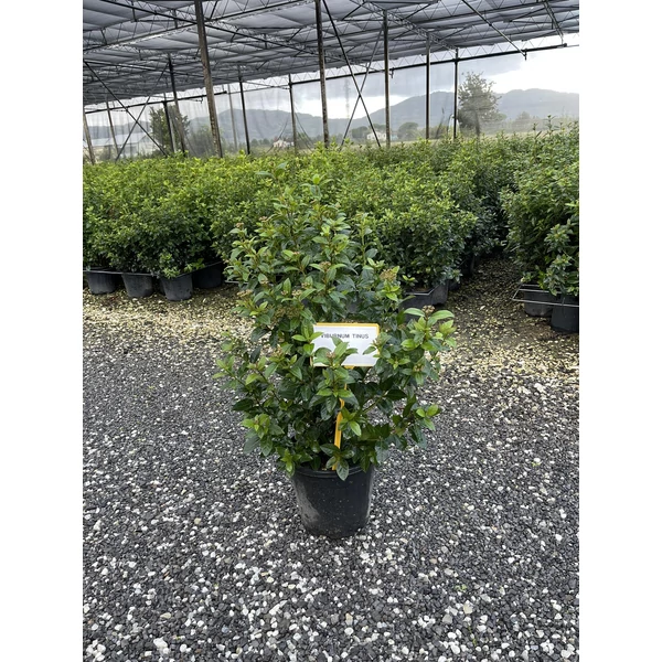 Téli bangita VIBURNUM TINUS 40/+ K9