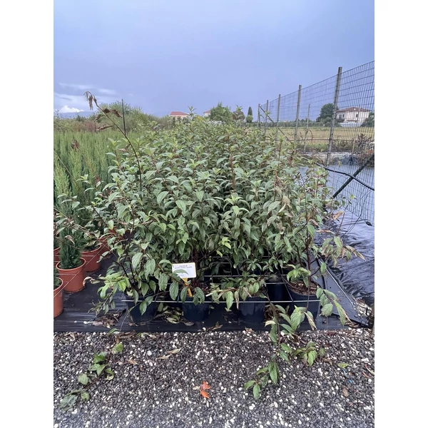Kikeleti bangita   VIBURNUM BODNANTENSE DAWN 60/+ K10