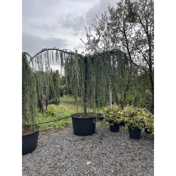 Kék csüngő atlasz cédrus CEDRUS ATLANTICA GLAUCA PENDULA T200 25/30 K375