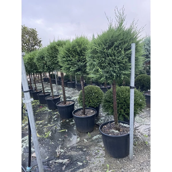 Arany lombú leyland ciprus CUPRESSOCYPARIS LEYLANDII CASTLEWELLAN GOLD T1/2 60/70 GÖMB K35