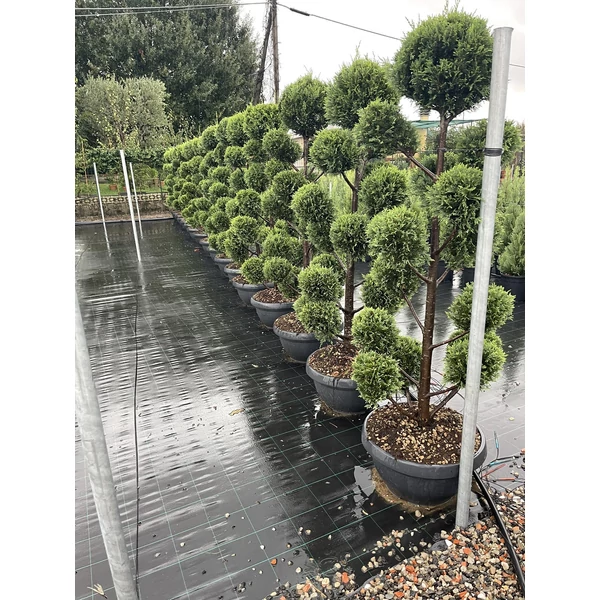 Arany lombú leyland ciprus CUPRESSOCYPARIS LEYLANDII CASTLEWELLAN GOLD BONSAI 175/200 BONSAI TÁLBAN K55