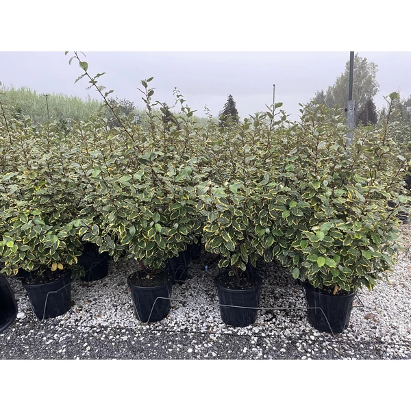 Tarka levelű ezüstfa ELAEAGNUS EBBINGEI GILT EDGE 125/150 K30