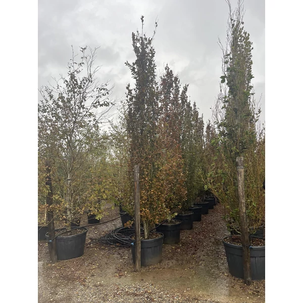 Csüngő vérbükk   FAGUS SYLVATICA PURPLE FOUNTAIN 450/500 K180