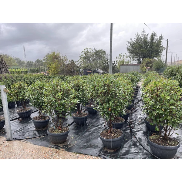 Örökzöld korallberkenye   PHOTINIA FRASERI RED ROBIN TÖBBTÖRZSES 80/100 LAPOS TÁLBAN K25