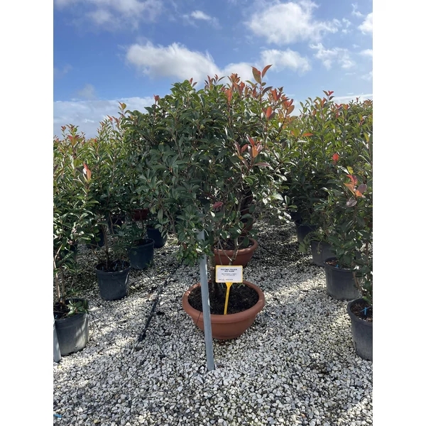 Örökzöld korallberkenye   PHOTINIA FRASERI RED ROBIN TÖBBTÖRZSES 150/175 LAPOS TÁLBAN K35