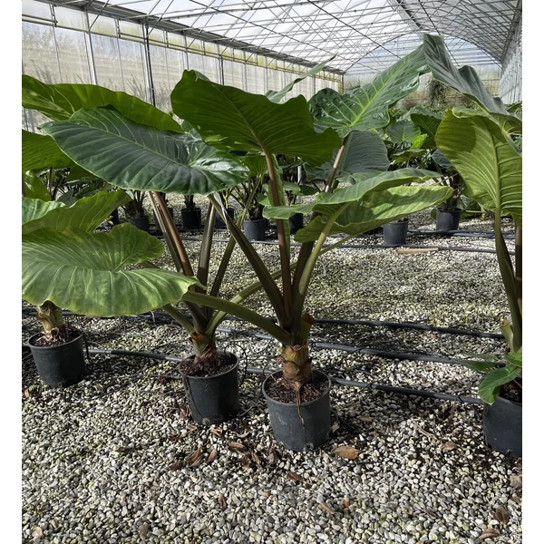 Alokázia, elefántfül ALOCASIA MACRORRHIZA K9