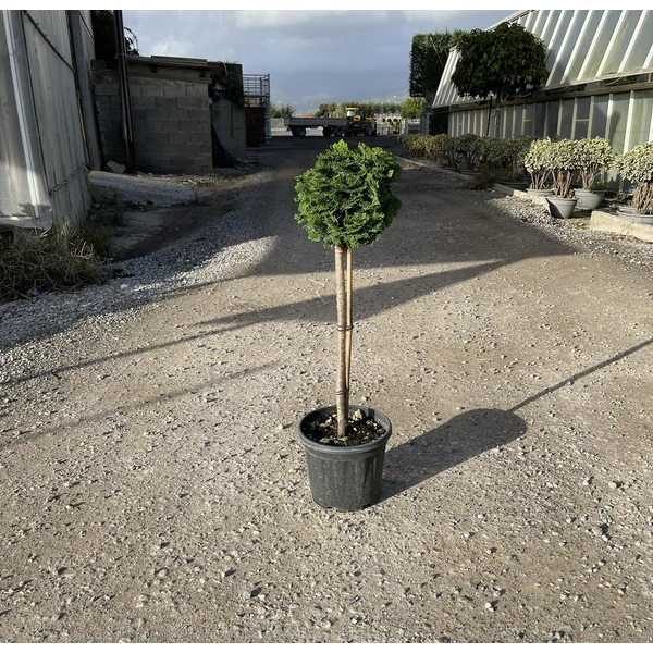 Hinoki hamisciprus   CHAMAECYPARIS OBTUSA NANA GRACILIS T1/4 K5