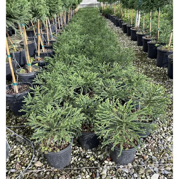 Törpe japán szugifenyő   CRYPTOMERIA JAPONICA LITTLE CHAMPION K3
