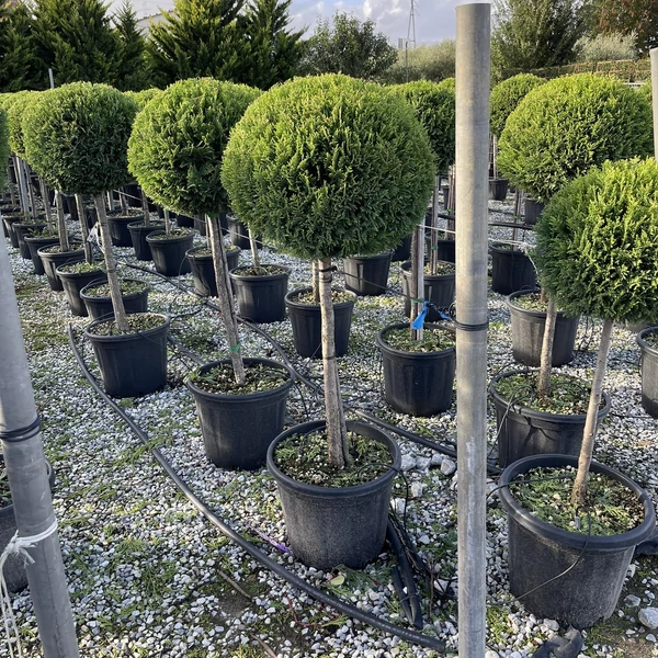 Arany lombú leyland ciprus CUPRESSOCYPARIS LEYLANDII CASTLEWELLAN GOLD T1/2 K25