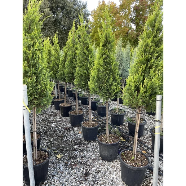 Arany lombú leyland ciprus CUPRESSOCYPARIS LEYLANDII CASTLEWELLAN GOLD T1/2 KÚP K25