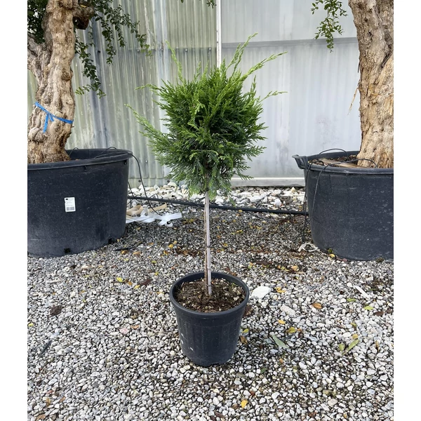 Leyland ciprus   CUPRESSOCYPARIS LEYLANDII T1/4 K9